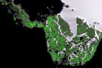 Antarctica Turning Green, Extreme Heat Sparks Rapid Plant  growth